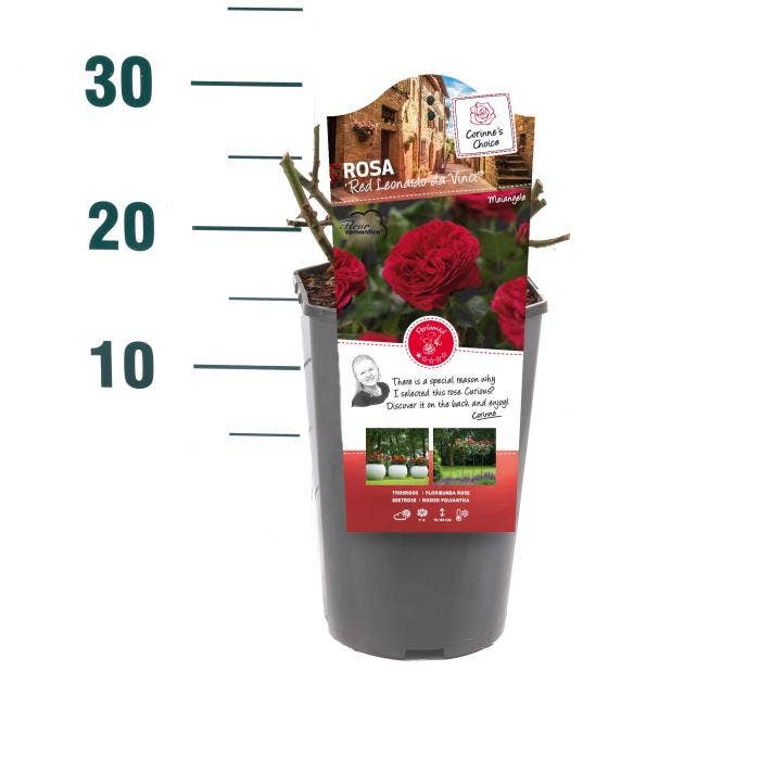 Rosa 'Red Leonardo da Vinci'