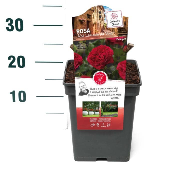 Rosa 'Red Leonardo da Vinci'