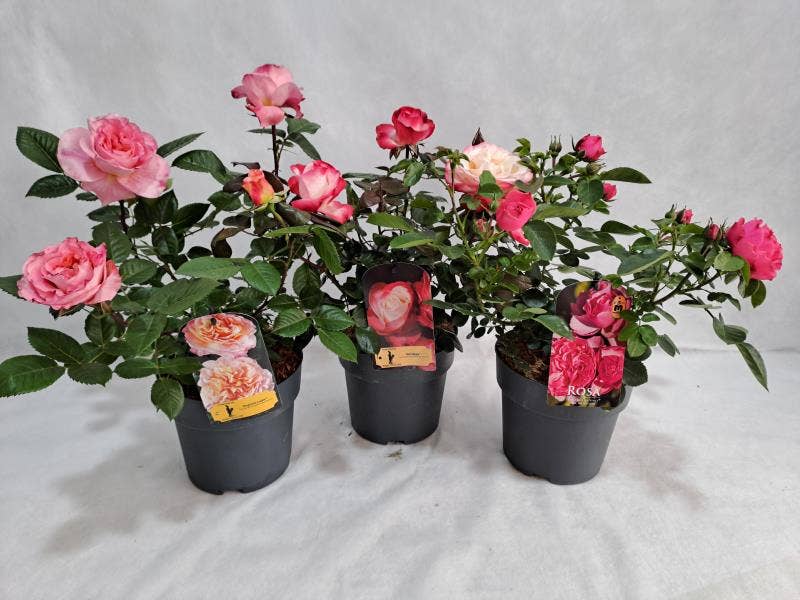 Rosa 