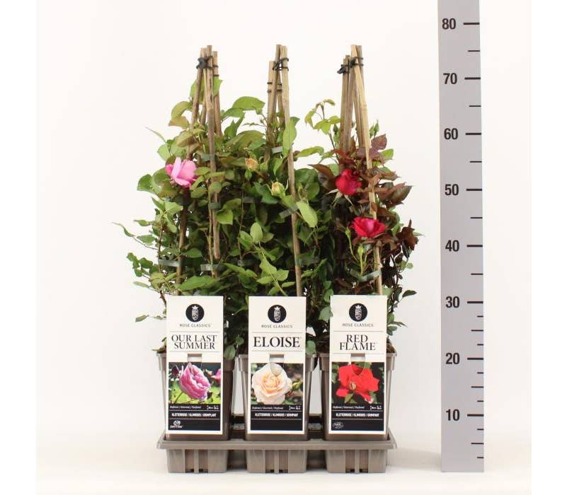 Rose Classics (climber)