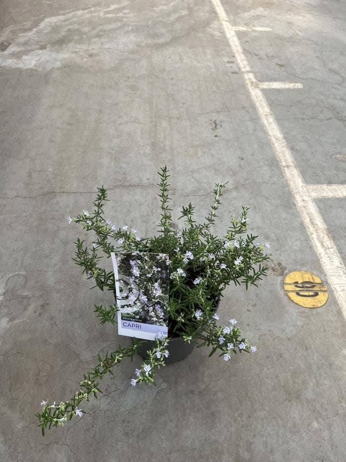 Rosmarinus lav. 'Capri'