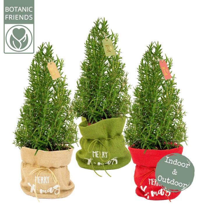 Rosmarinus off. 'Christmas Tree'