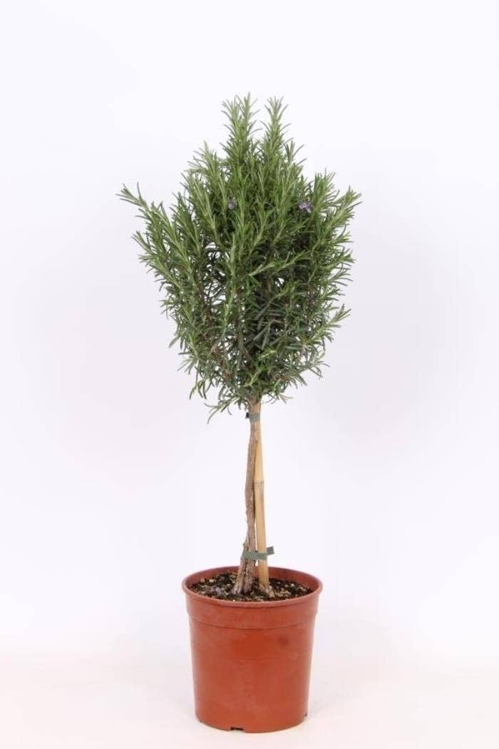 Rosmarinus officinalis