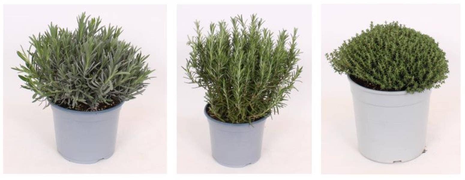 Rosmarinus Officinalis