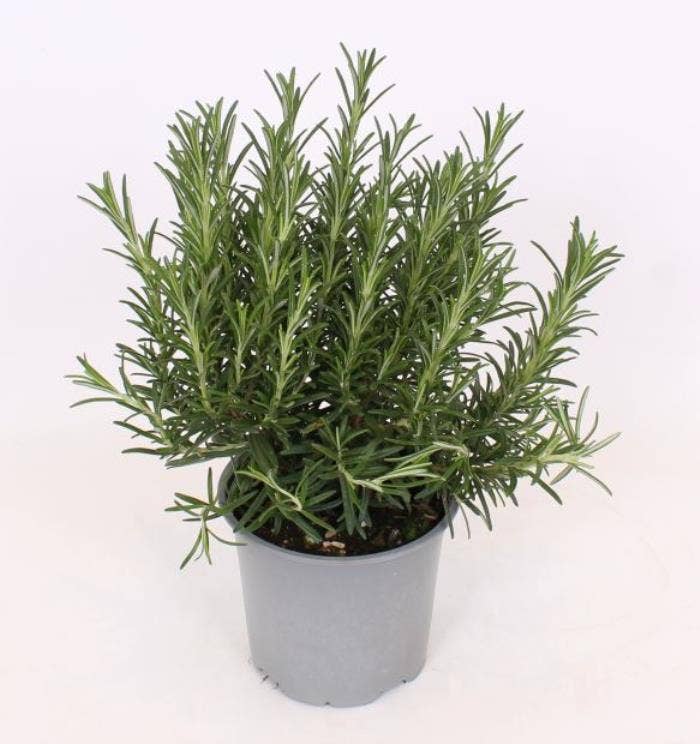 Rosmarinus officinalis