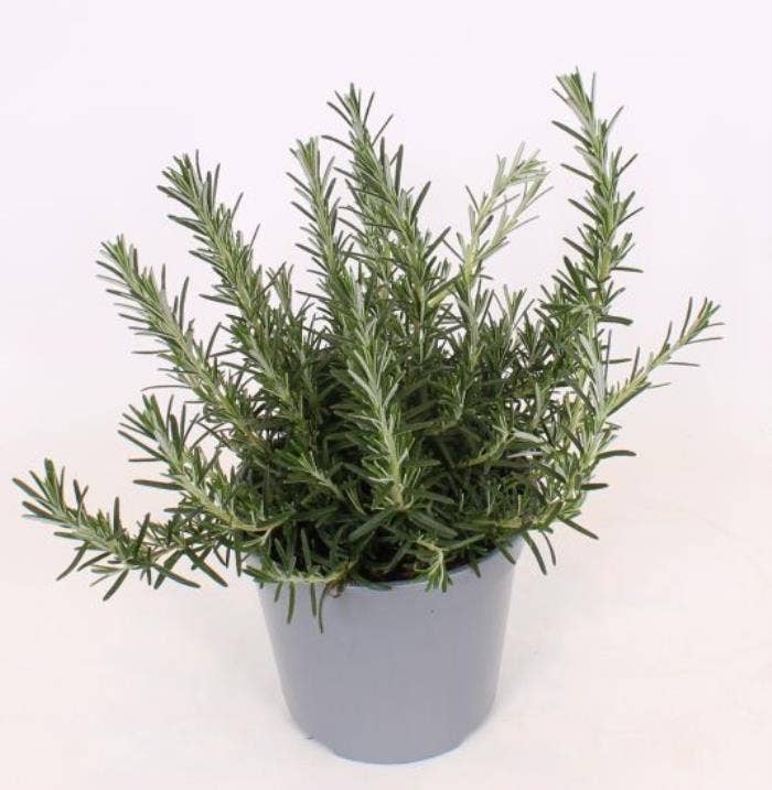 Rosmarinus Prostratus