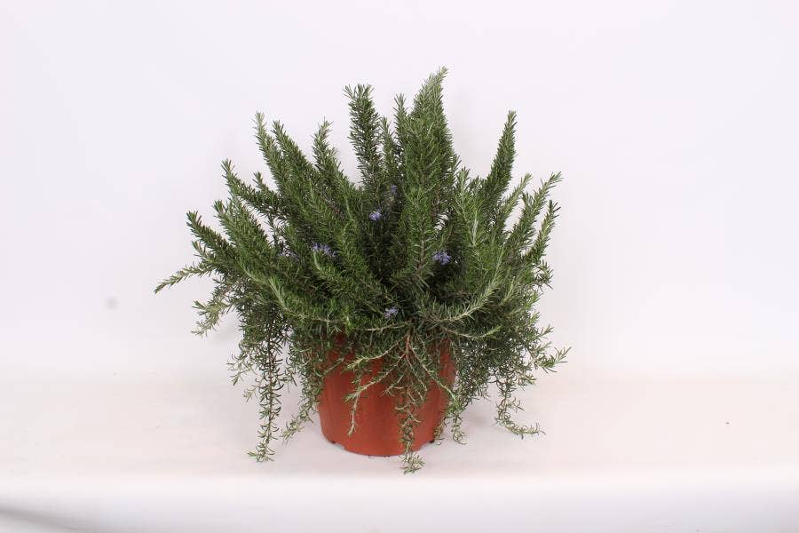 Rosmarinus Prostratus