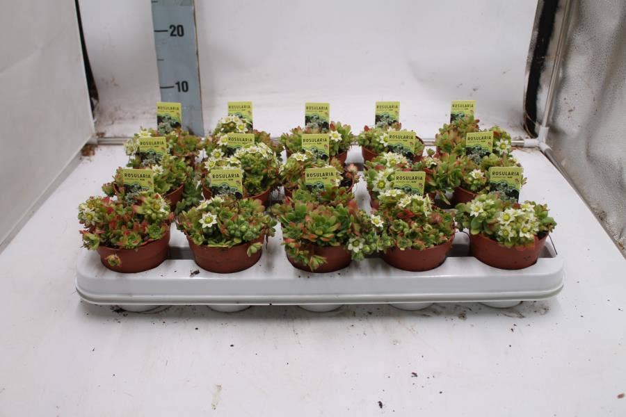 Rosulara sedoides 'Alba'