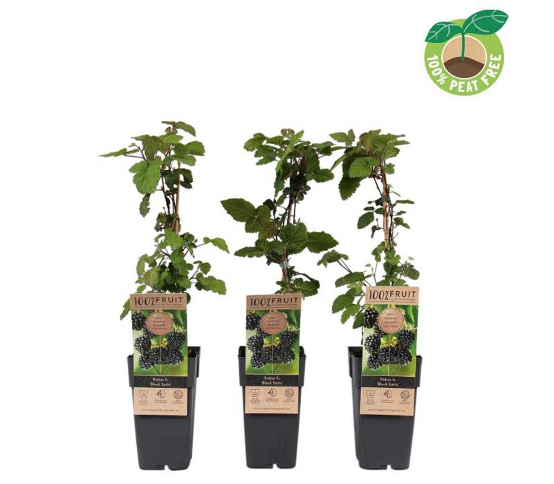 Rubus frut. 'Black Satin'