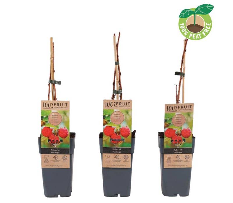 Rubus ida. 'Heritage'