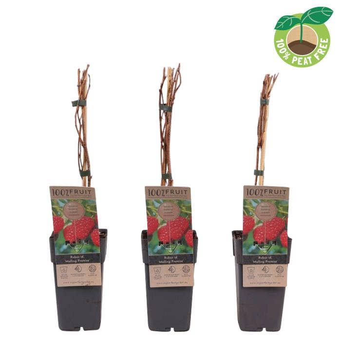 Rubus ida. 'Malling Promise'