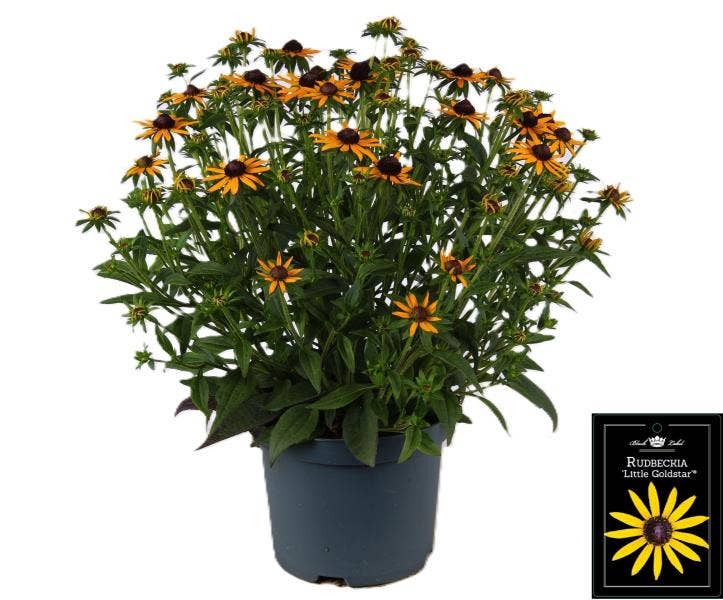 Rudbeckia ful. 'Little Goldstar'