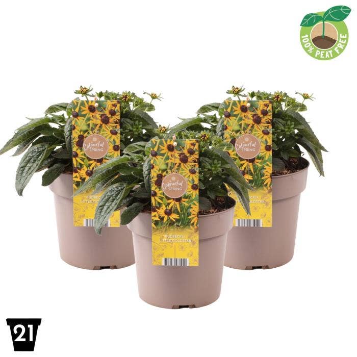 Rudbeckia 'Little Goldstar'
