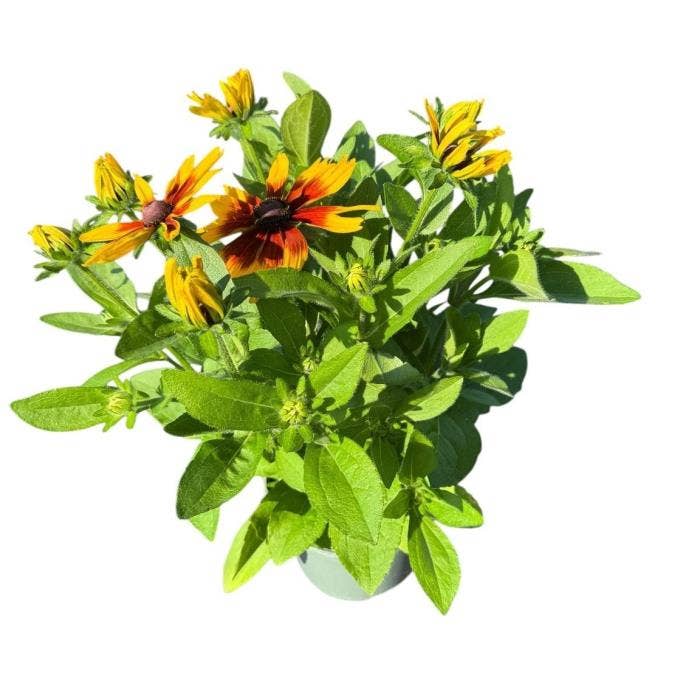 Rudbeckia 'Sunbeckia Mia'