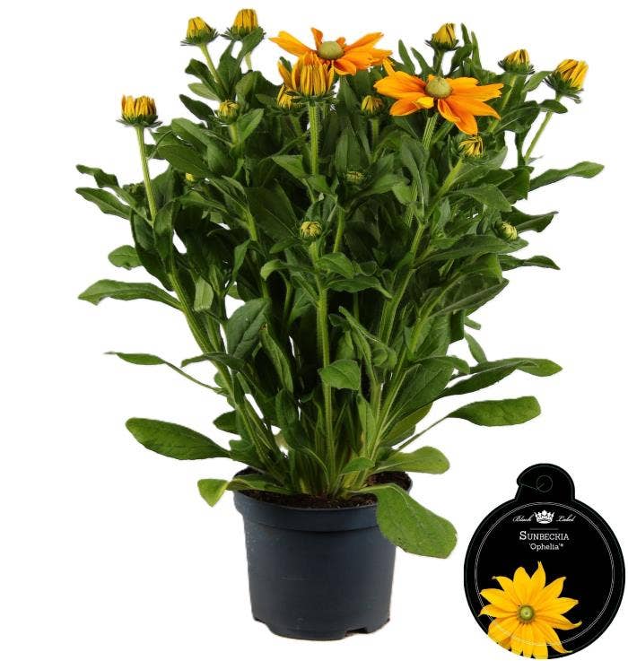 Rudbeckia 'Sunbeckia Ophelia'