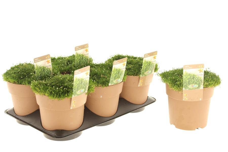 Sagina sub. 'Green Moss'