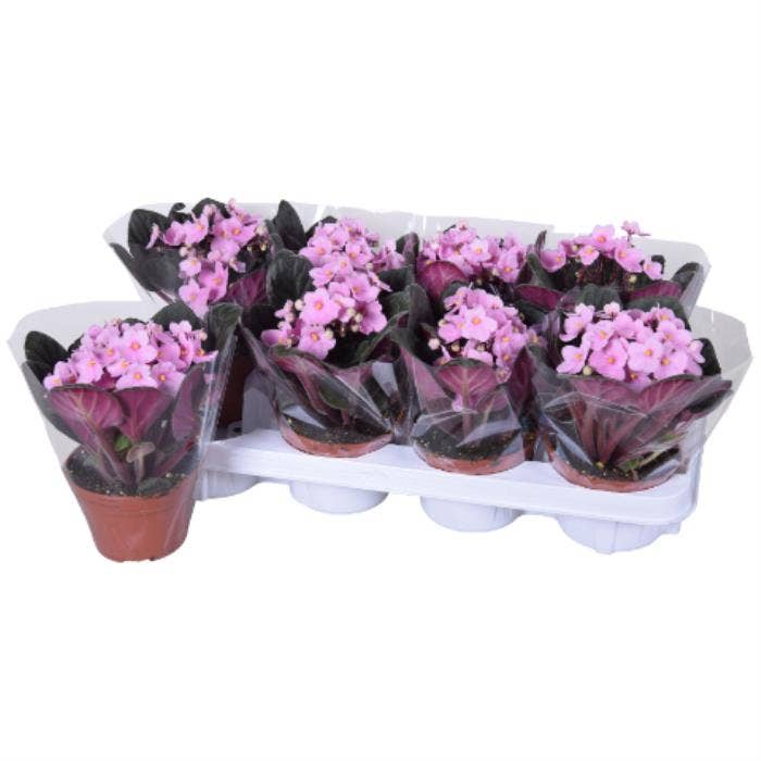 Saintpaulia light pink