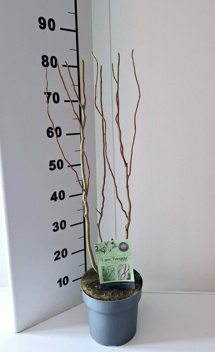 Salix babylonica 'Tortuosa'