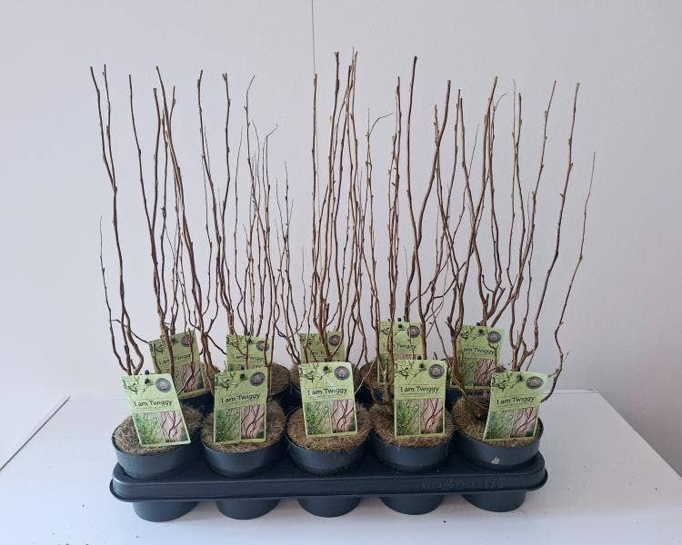 Salix babylonica 'Tortuosa'