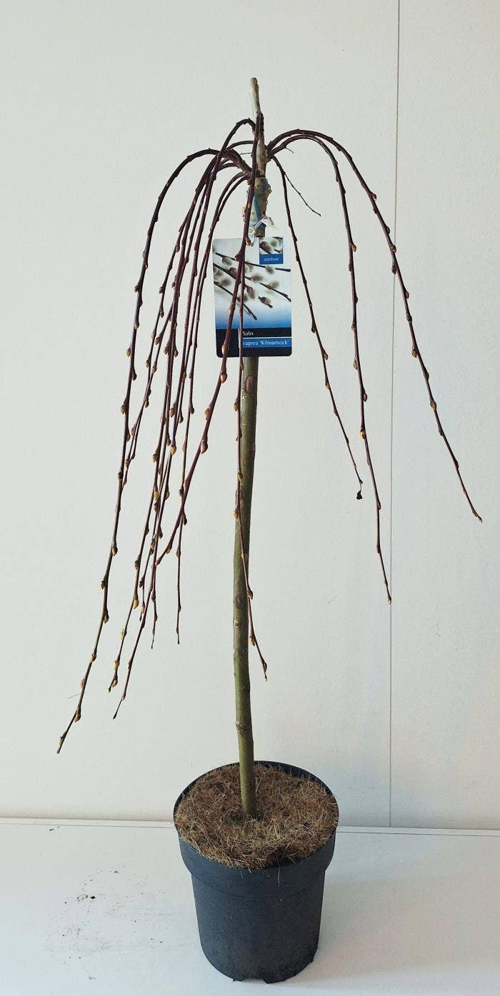 Salix cap. 'Kilmarnock'