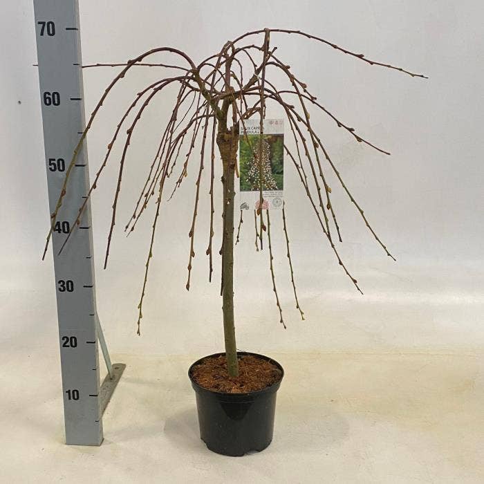 Salix cap. 'Pendula'