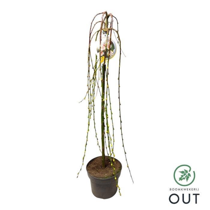 Salix capr. 'Kilmarnock'