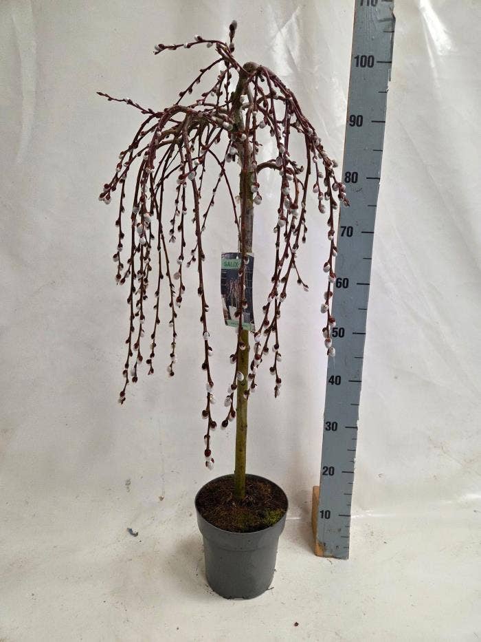 Salix capr. 'Kilmarnock'