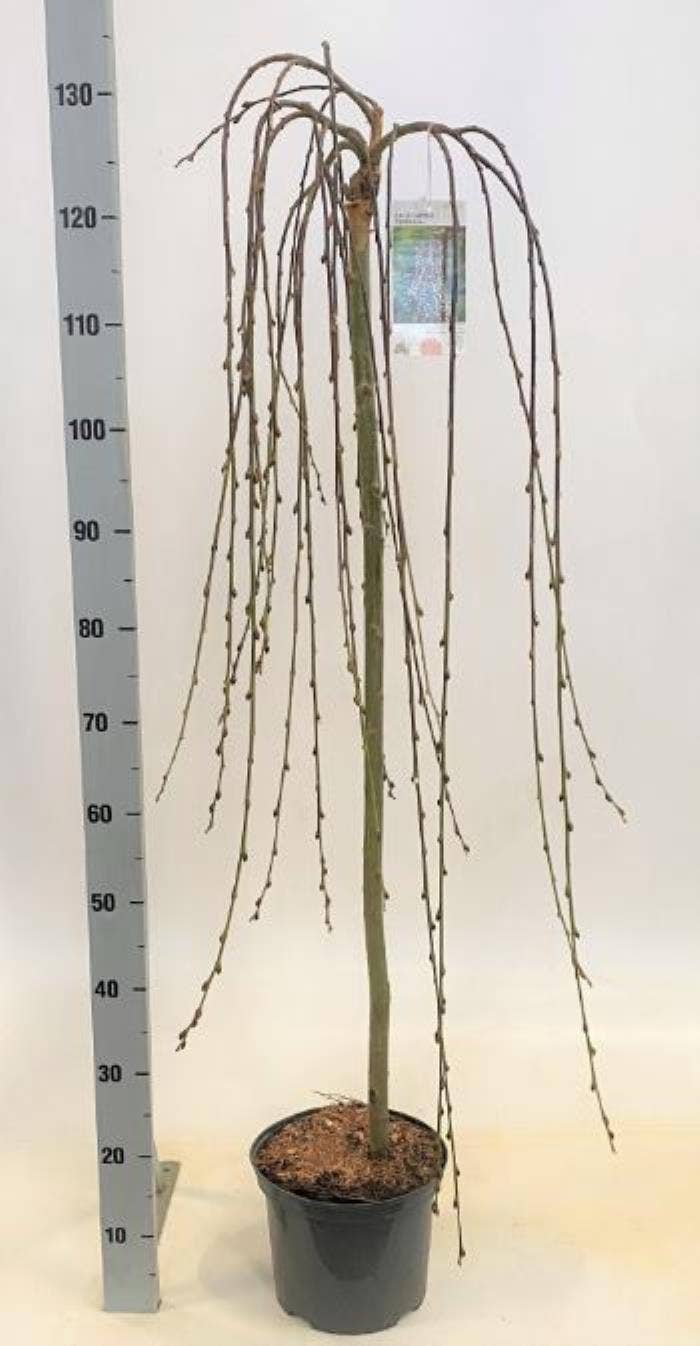 Salix caprea 'Pendula' STD80