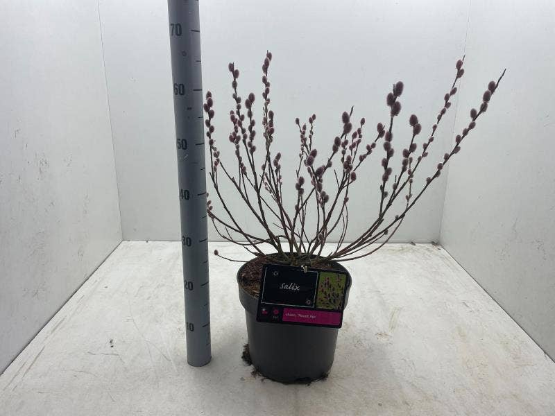 Salix gra. 'Mount. Aso'