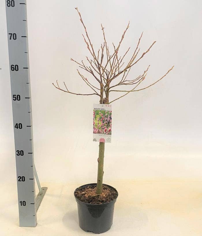 Salix gra. 'Mount Aso'