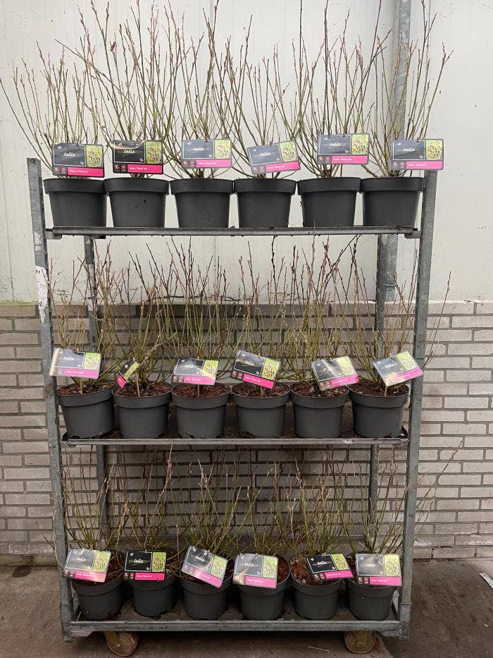 Salix gra. 'Mount. Aso'