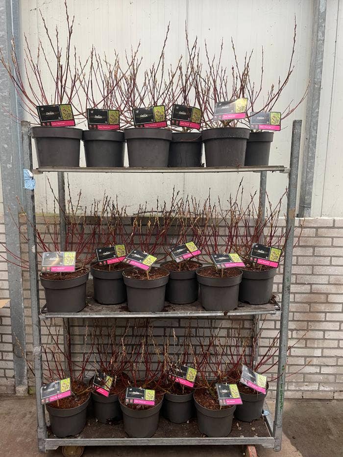 Salix gra. 'Mount. Aso'