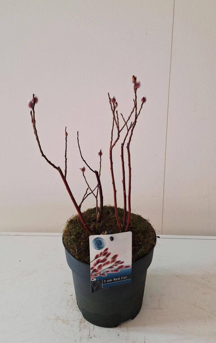 Salix gra. 'Mount Aso'