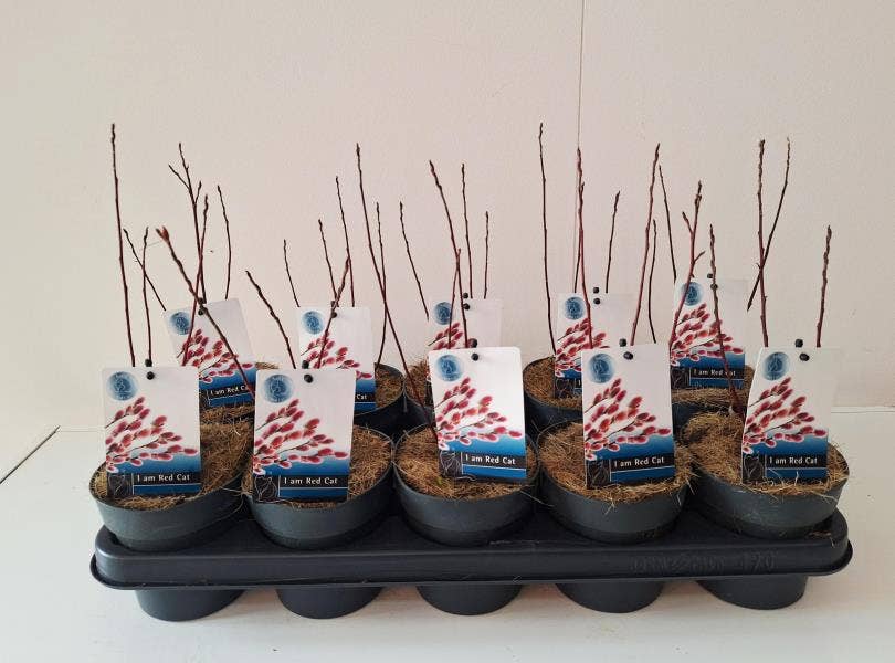 Salix gra. 'Mount. Aso'