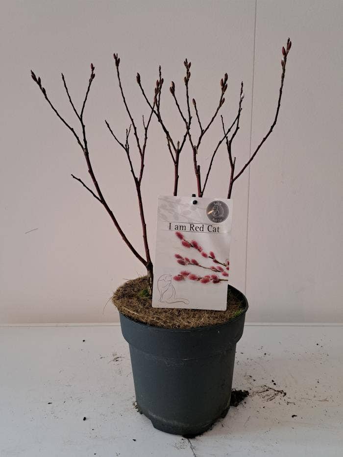 Salix gra. 'Mount. Aso'