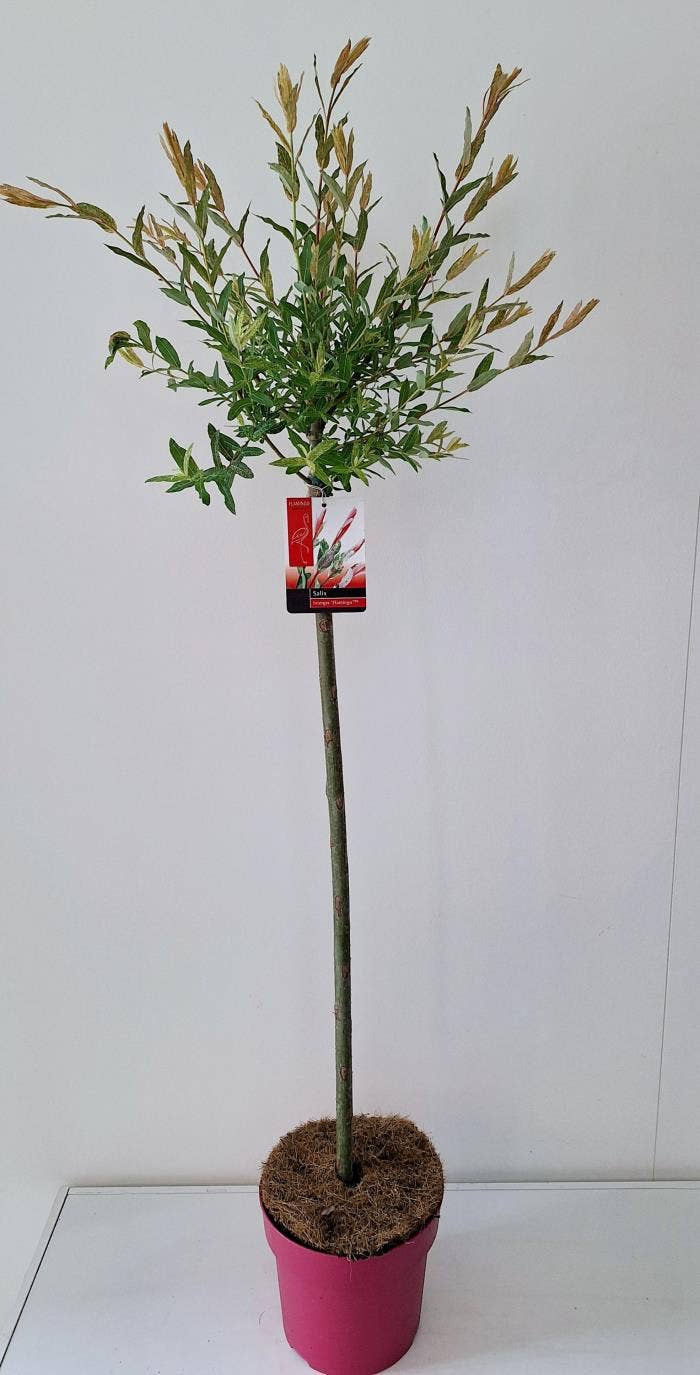 Salix int. 'Flamingo' ST80 Pink Pot 