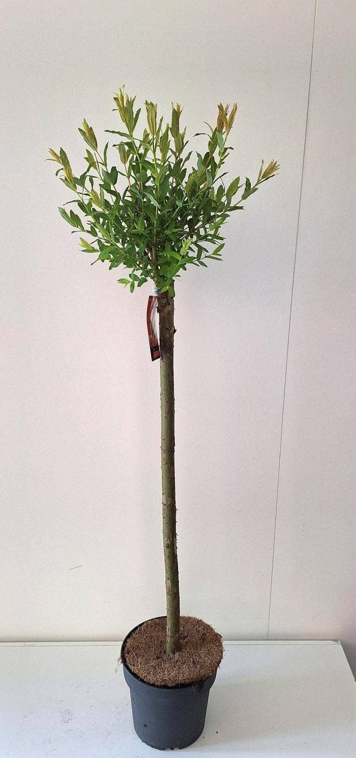 Salix int. 'Flamingo'