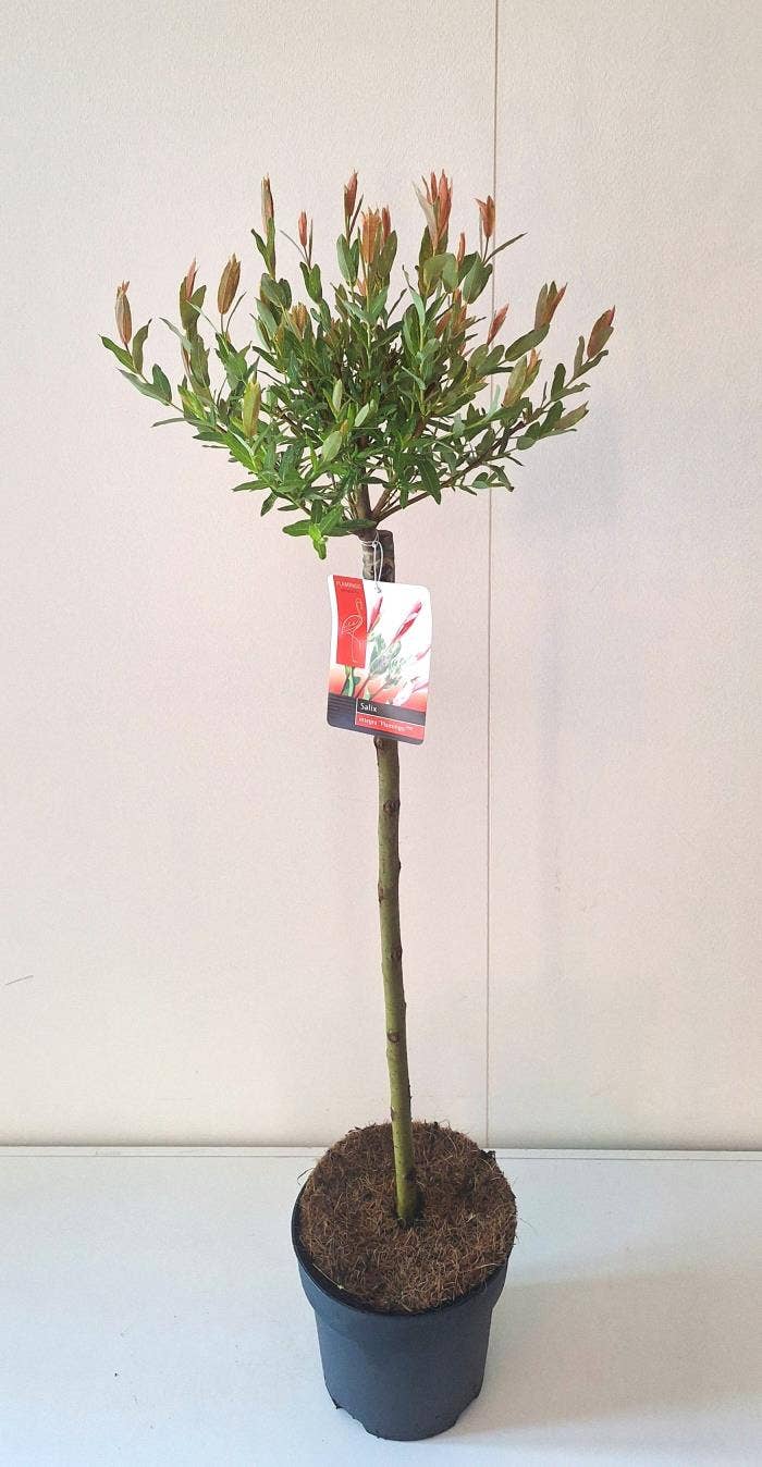 Salix int. 'Flamingo'