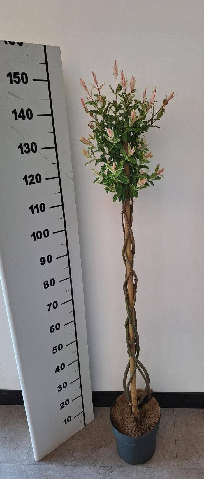 Salix int. 'Flamingo'