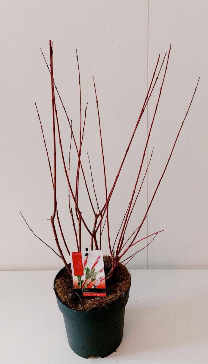 Salix int. 'Flamingo'