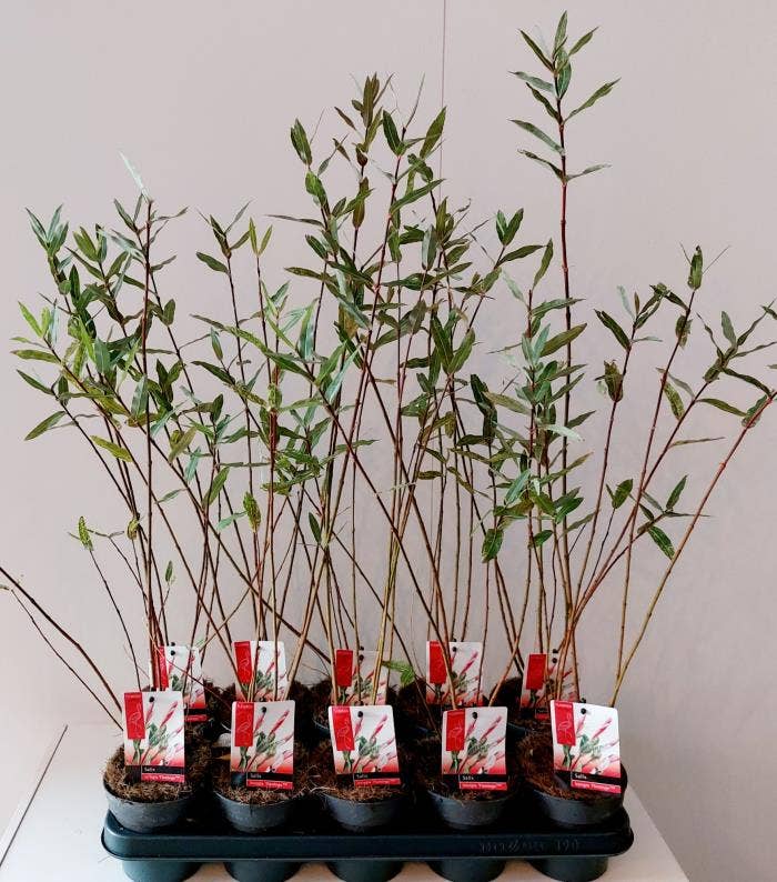 Salix int. 'Flamingo'