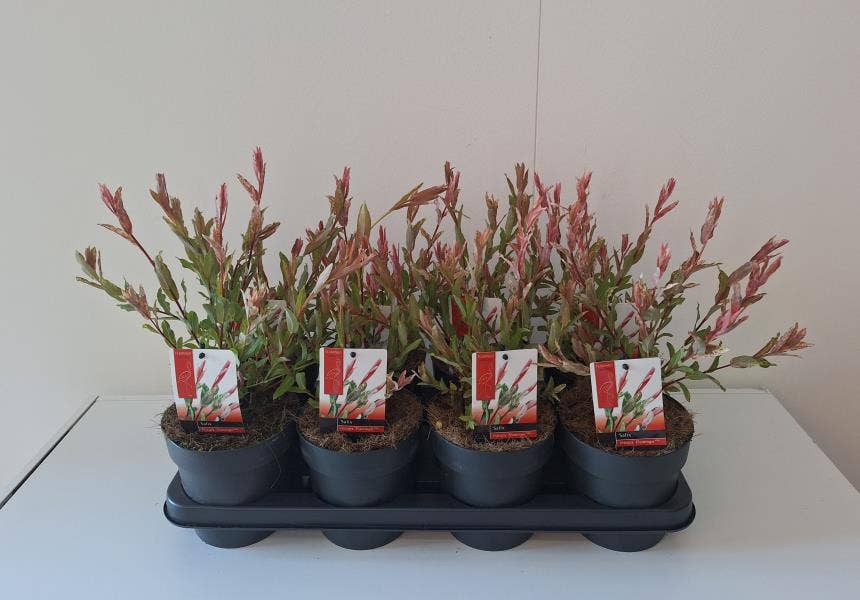 Salix int. 'Flamingo'