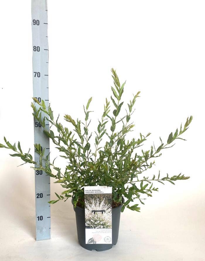 Salix int. 'Hakuro Nishiki'