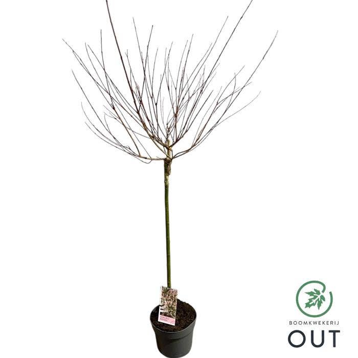 Salix int. 'Hakuro Nishiki'