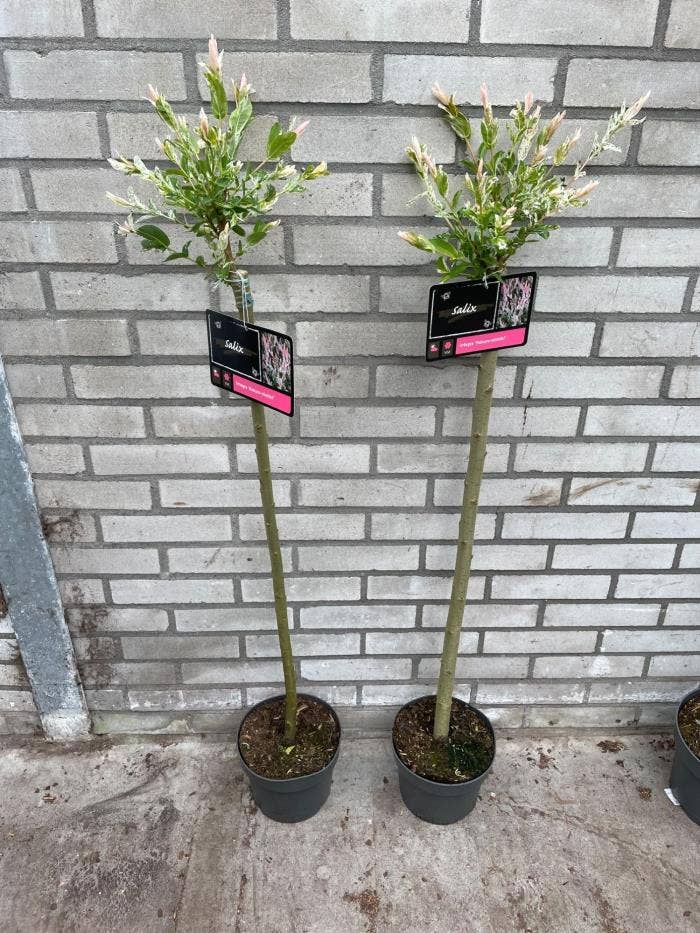 Salix int. 'Hakuro-nishiki'