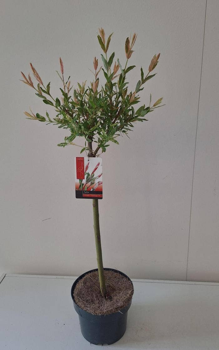 Salix integra 'Flamingo' on stem