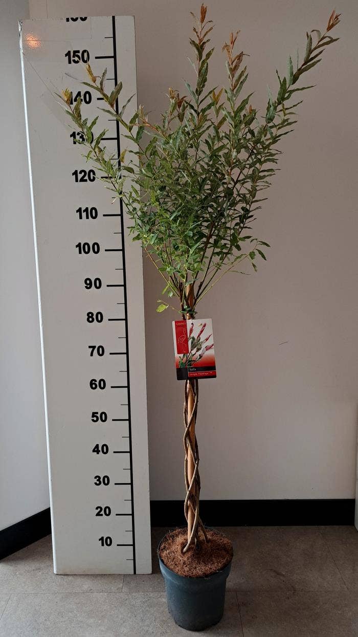 Salix integra 'Flamingo' on twisted stem