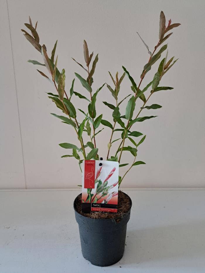 Salix integra 'Flamingo'