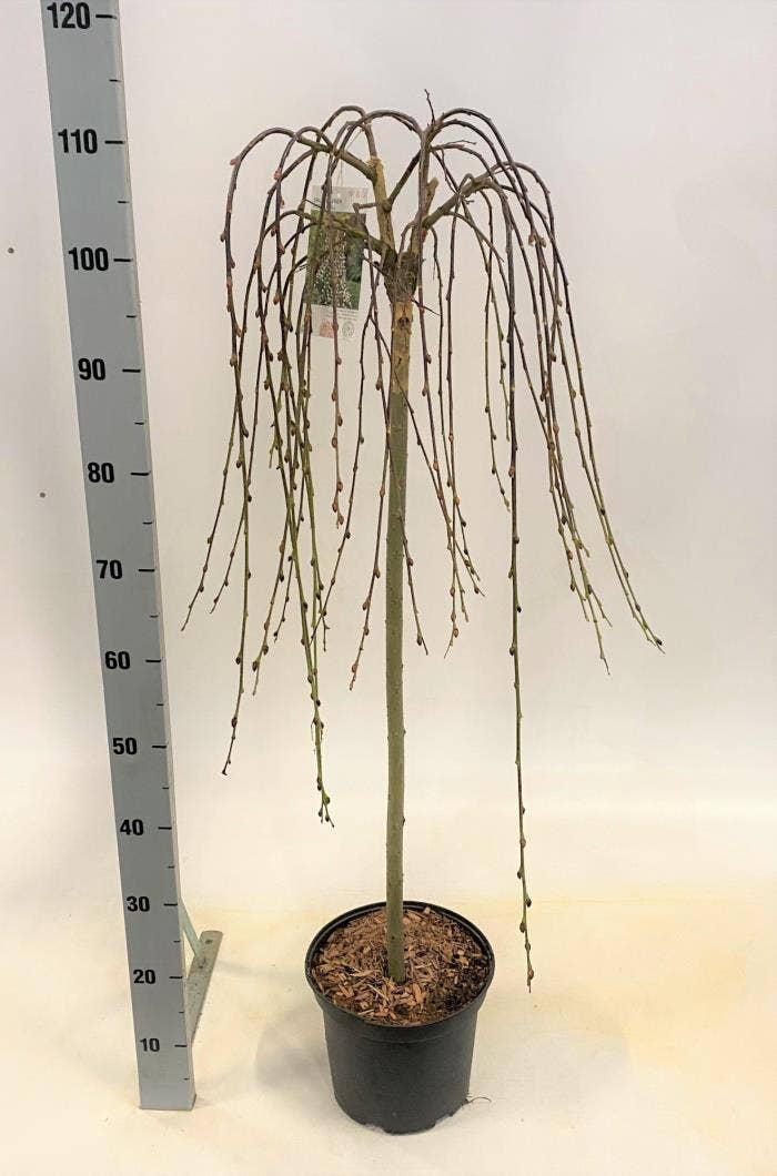 Salix 'Pendula'