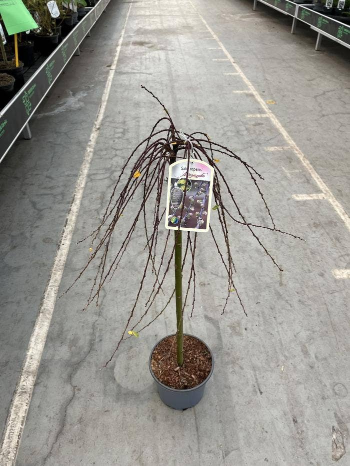 Salix repens 'Armando'